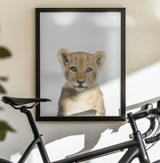 Baby Lion Framed Art Kathrin Pienaar | Home or Office Art
