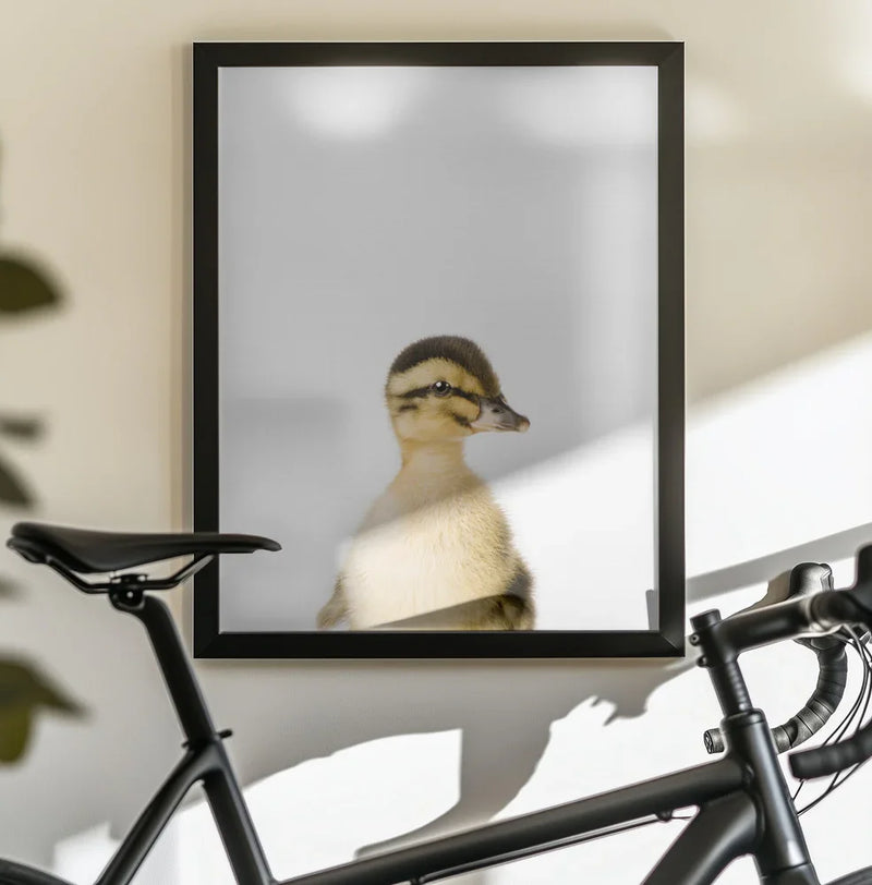 Baby Duck Framed Art Kathrin Pienaar | Home or Office Art