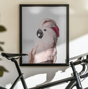 Pink Cockatoo Framed Art Kathrin Pienaar | Home or Office Art