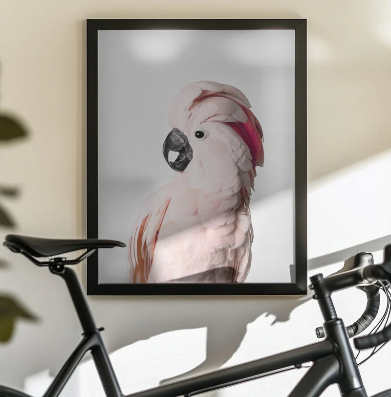Pink Cockatoo Framed Art Kathrin Pienaar | Home or Office Art