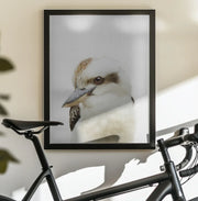 Peekaboo Kookaburra Framed Art Lola Peacock | Home or Office Art
