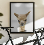 Peekaboo Baby Llama Framed Art Lola Peacock | Home or Office Art