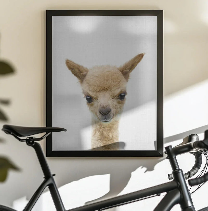 Peekaboo Baby Llama Framed Art Lola Peacock | Home or Office Art