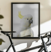 Peekaboo Cockatoo Framed Art Lola Peacock | Home or Office Art
