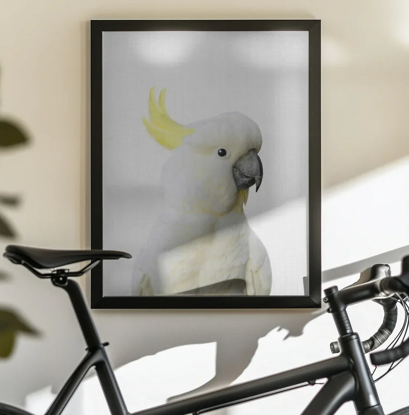 Peekaboo Cockatoo Framed Art Lola Peacock | Home or Office Art