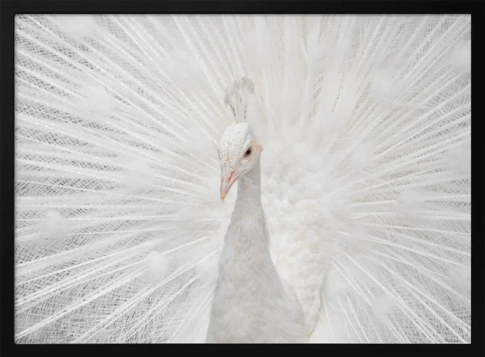 Stunning Peacock Art Collection: Captivating Creations for Your Space