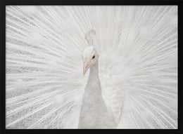 Splendid Whitie Framed Art fegari | Home or Office Art