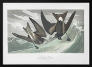 Fork Tailed Petrel From Birds of America (1827) - John James Audubon Framed Art | Home or Office Art