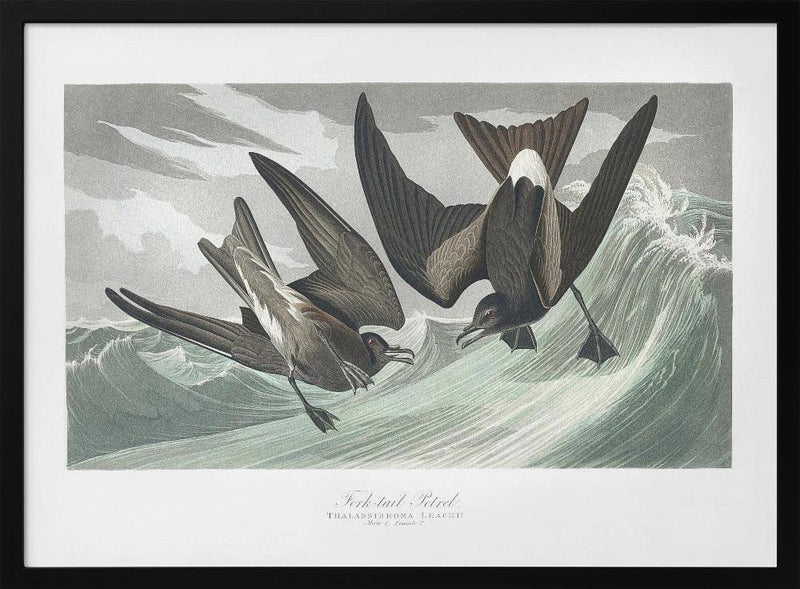Fork Tailed Petrel From Birds of America (1827) - John James Audubon Framed Art | Home or Office Art