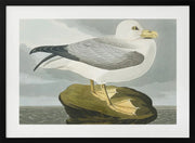 Fulmar Petrel From Birds of America (1827) - John James Audubon Framed Art | Home or Office Art