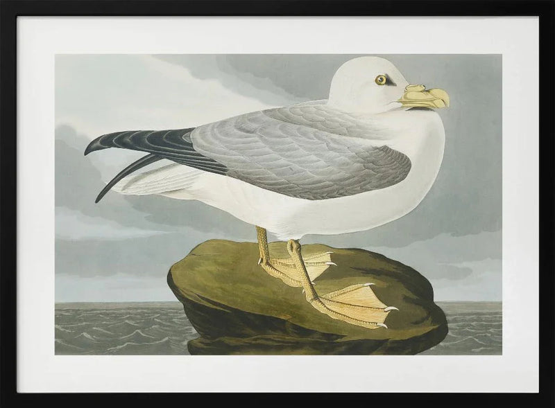 Fulmar Petrel From Birds of America (1827) - John James Audubon Framed Art | Home or Office Art