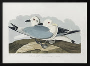 Kittiwake Gull From Birds of America (1827) - John James Audubon Framed Art | Home or Office Art