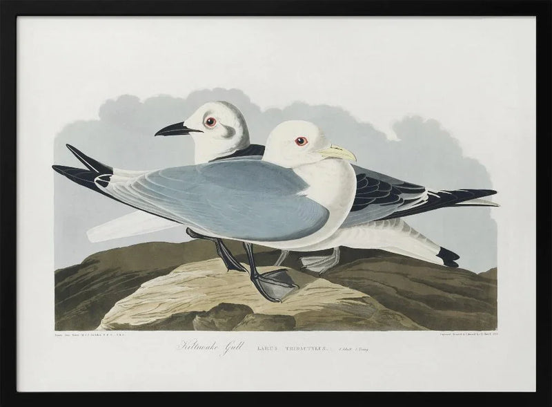 Kittiwake Gull From Birds of America (1827) - John James Audubon Framed Art | Home or Office Art