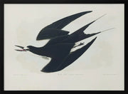 Sooty Tern From Birds of America (1827) - John James Audubon Framed Art | Home or Office Art