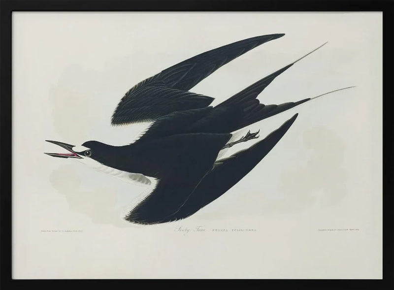 Sooty Tern From Birds of America (1827) - John James Audubon Framed Art | Home or Office Art