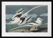 Tropic Bird From Birds of America (1827) - John James Audubon Framed Art | Home or Office Art