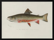 Male Brook Trout - Sherman F. Denton Framed Art | Home or Office Art