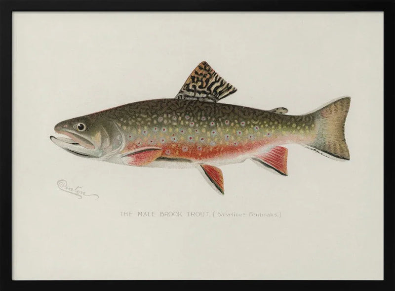 Male Brook Trout - Sherman F. Denton Framed Art | Home or Office Art