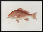 Red Snapper - Sherman F. Denton Framed Art | Home or Office Art