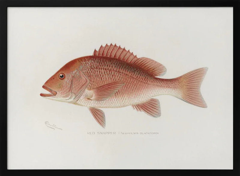 Red Snapper - Sherman F. Denton Framed Art | Home or Office Art