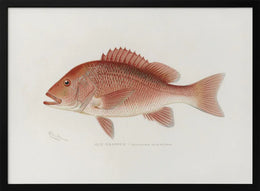 Red Snapper - Sherman F. Denton Framed Art | Home or Office Art