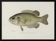 Rock Bass (ambloplites Rupestris) By Sherman F. Denton (1856 1937) - Pictufy Framed Art | Home or Office Art