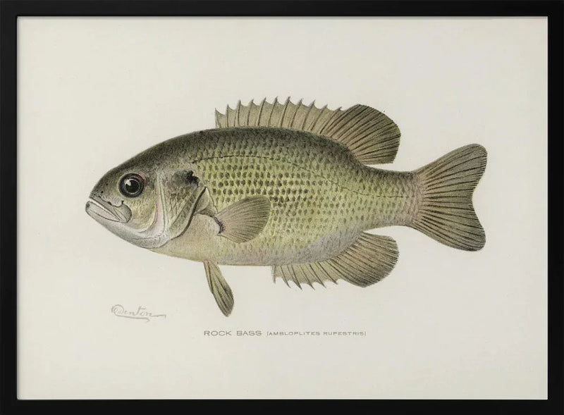 Rock Bass (ambloplites Rupestris) By Sherman F. Denton (1856 1937) - Pictufy Framed Art | Home or Office Art