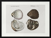 Sealife III - Charles Dessalines D Orbigny Framed Art | Home or Office Art