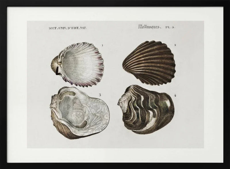 Sealife III - Charles Dessalines D Orbigny Framed Art | Home or Office Art