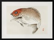 Tai (red Seabream) Fish - Kono Bairei Framed Art | Home or Office Art