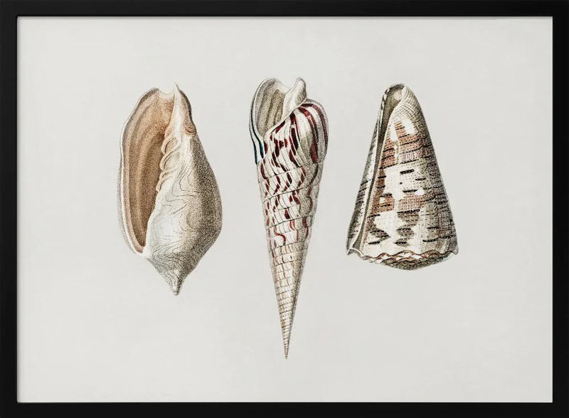 Three Mollusks Crop - Charles Dessalines D Orbigny Framed Art | Home or Office Art