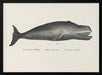 Whale Ii Antique Handcolored Sealife Lithograph 1824 - Vintage Poster Framed Art | Home or Office Art