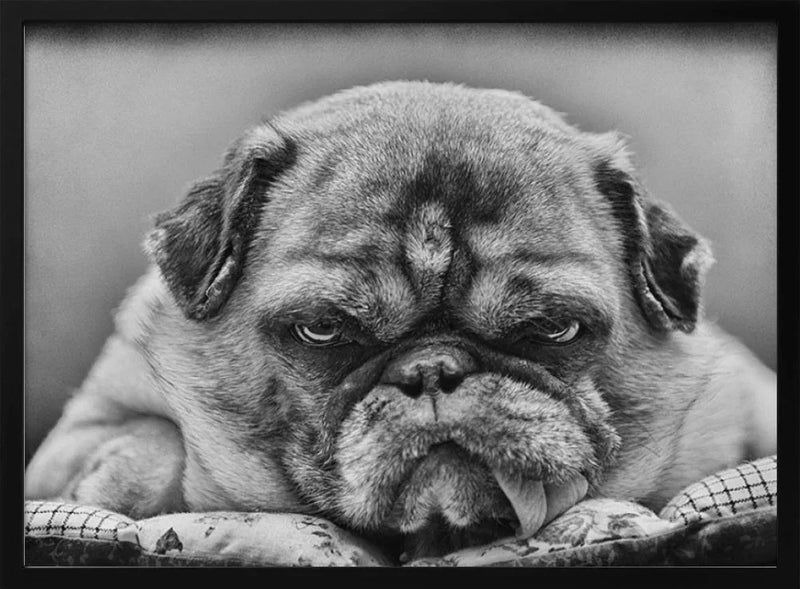 The Boss Framed Art Angelika Martha Himburg | Home or Office Art