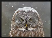 Great Grey Owl Winter Portrait Framed Art Mircea Costina | Home or Office Art