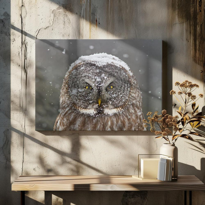 Great Grey Owl Winter Portrait Framed Art Mircea Costina | Home or Office Art