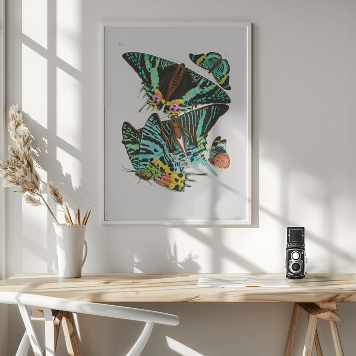 Butterflies 3 Framed Art Modern Wall Decor