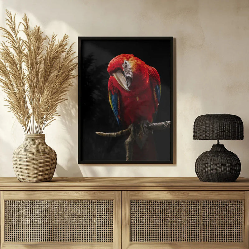 Portrait of Scarlet Macaw Framed Art Andi Halil | Home or Office Art