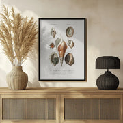 Different Types of Mollusks - Charles Dessalines D Orbigny Framed Art | Home or Office Art