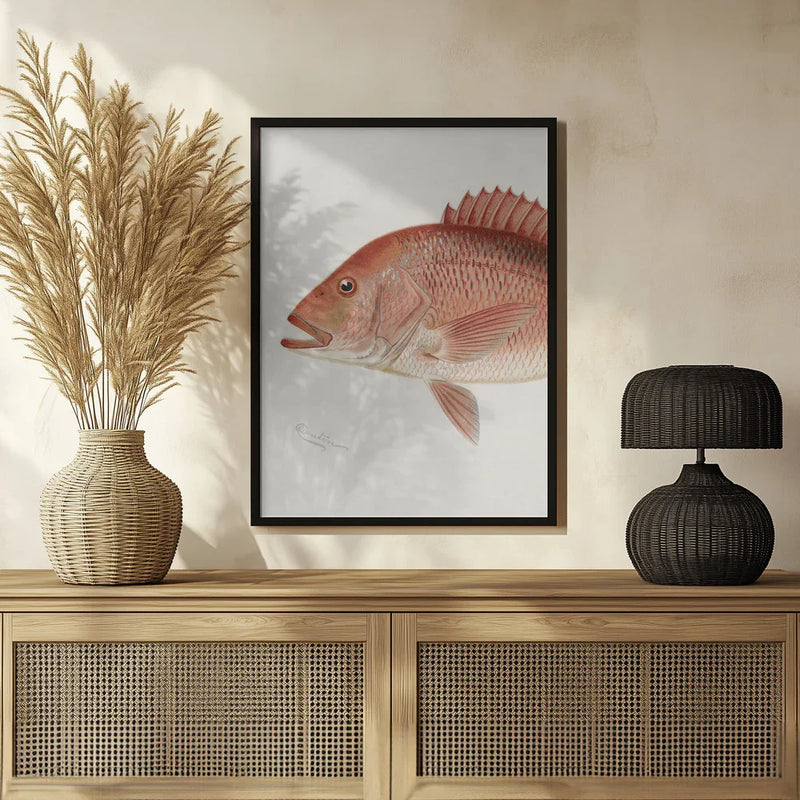 Red Snapper - Sherman F. Denton Framed Art | Home or Office Art