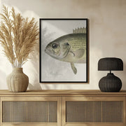 Rock Bass Crop - Sherman F. Denton Framed Art | Home or Office Art
