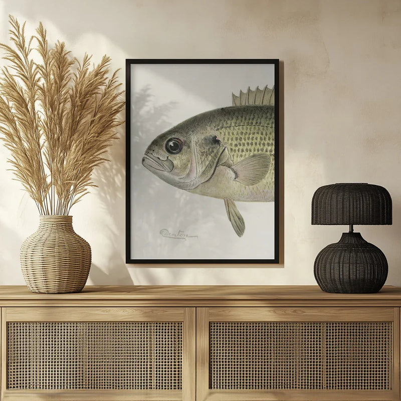 Rock Bass Crop - Sherman F. Denton Framed Art | Home or Office Art