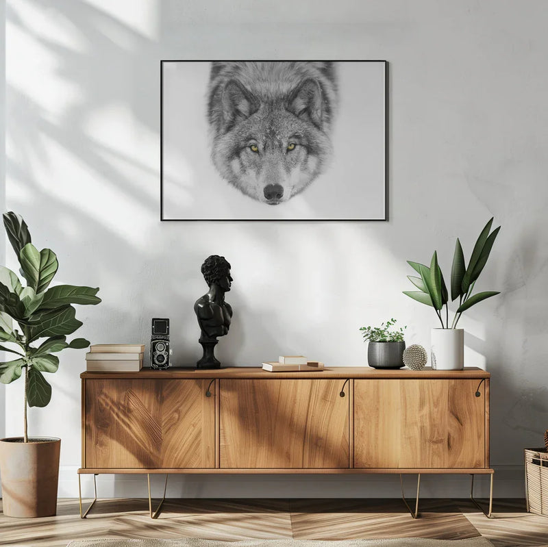Yellow eyes Framed Art Timber Wolf Framed Art Jim Cumming | Home or Office Art