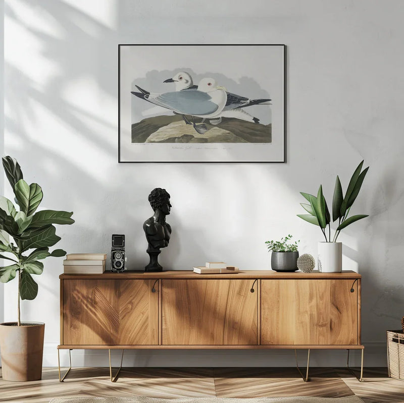 Kittiwake Gull From Birds of America (1827) - John James Audubon Framed Art | Home or Office Art