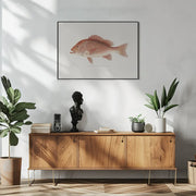 Red Snapper - Sherman F. Denton Framed Art | Home or Office Art