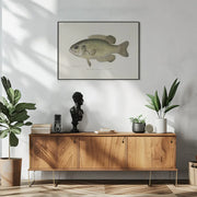 Rock Bass (ambloplites Rupestris) By Sherman F. Denton (1856 1937) - Pictufy Framed Art | Home or Office Art