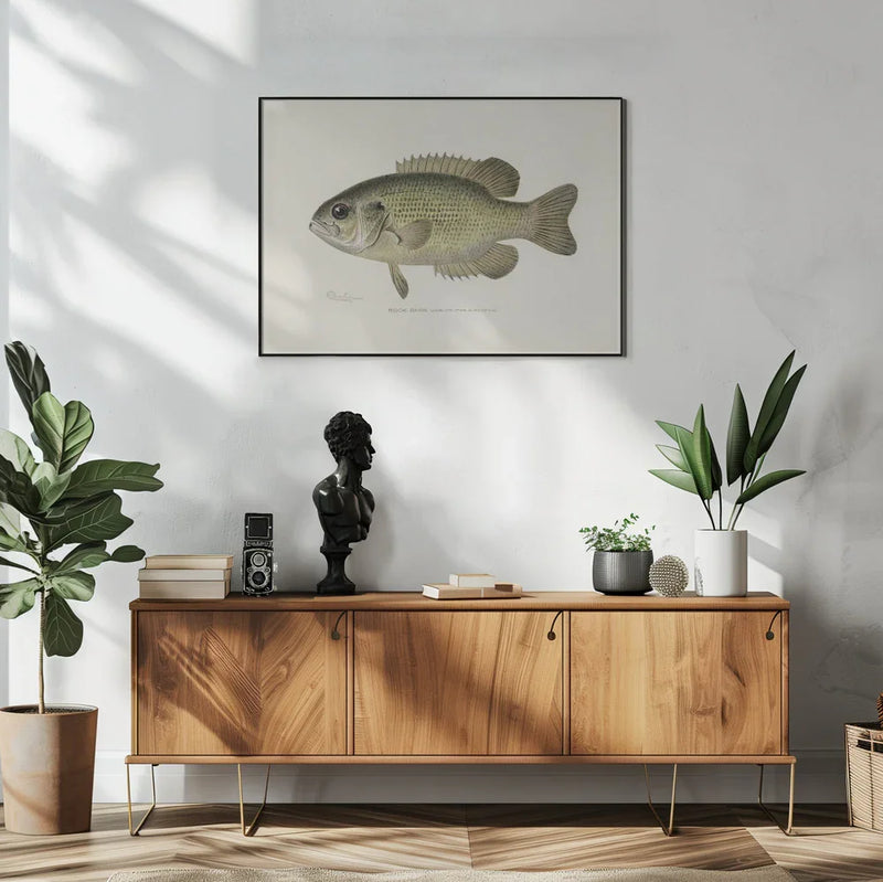 Rock Bass (ambloplites Rupestris) By Sherman F. Denton (1856 1937) - Pictufy Framed Art | Home or Office Art