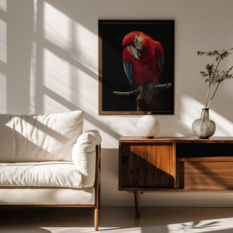 Portrait of Scarlet Macaw Framed Art Andi Halil | Home or Office Art