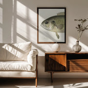 Rock Bass Crop - Sherman F. Denton Framed Art | Home or Office Art