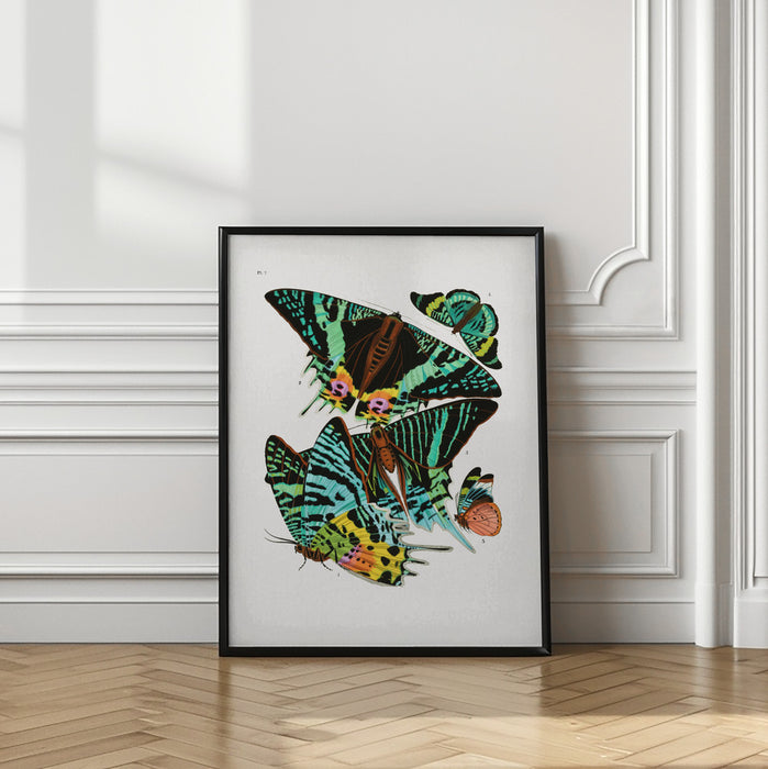 Butterflies 3 Framed Art Modern Wall Decor