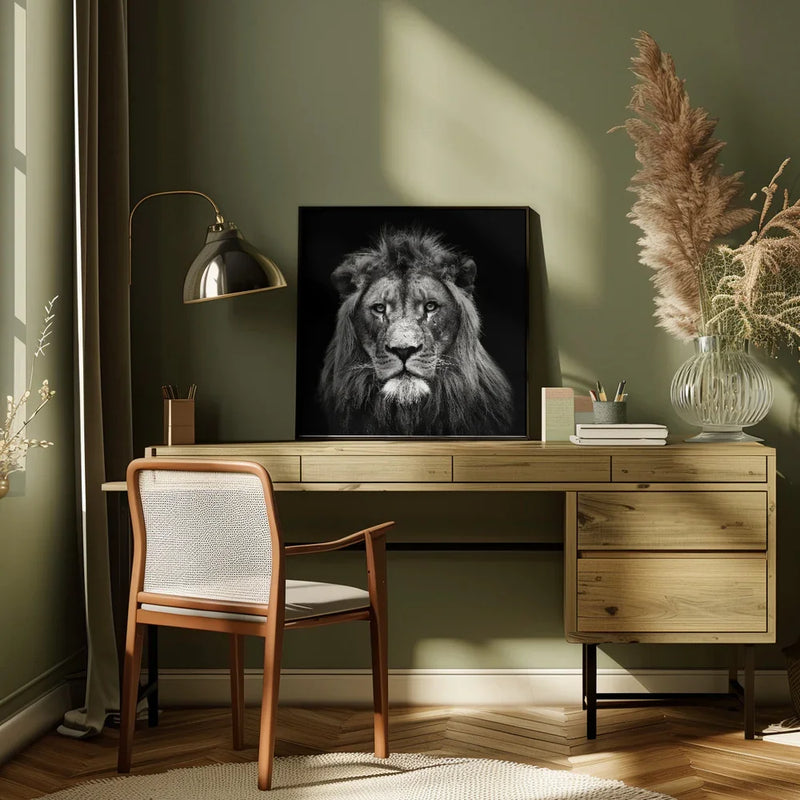 Young Male Lion Square Canvas Art  Christian Meermann 